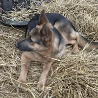 River, a female German Shepherd Dog for sale in Columbus, OH – Photo 4 of 4
