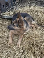 River, a female German Shepherd Dog for sale in Columbus, OH – Photo 4 of 4