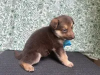 Oak, a male German Shepherd Dog for sale in Columbus, OH – 4 of 5