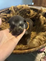 Maple, a female German Shepherd Dog for sale in Columbus, OH – 4 of 4
