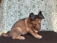Chestnut, a female German Shepherd Dog for sale in Columbus, OH – 3 of 3