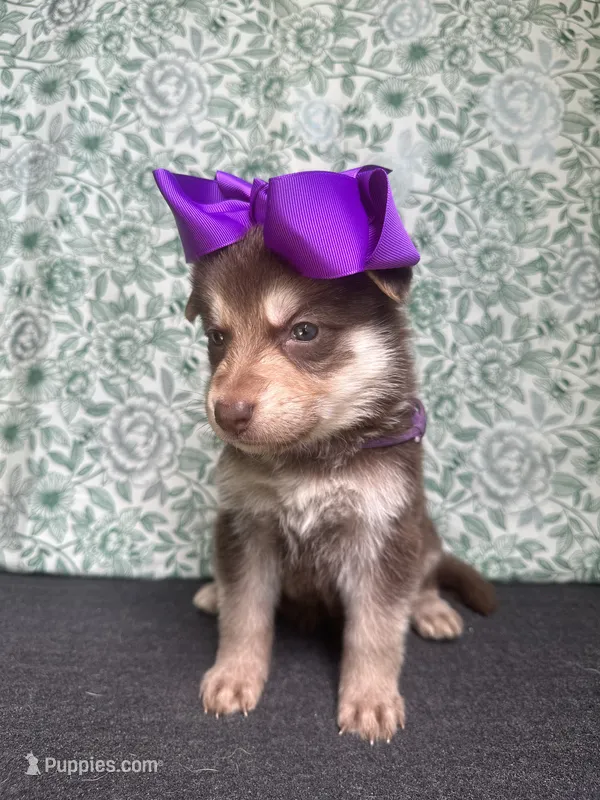 Willow – German Shepherd Dog puppy for sale in Columbus, OH