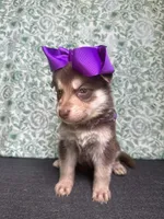 Willow, a female German Shepherd Dog for sale in Columbus, OH – 1 of 5