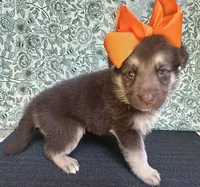 Maple, a female German Shepherd Dog for sale in Columbus, OH – 4 of 4