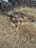 River, a female German Shepherd Dog for sale in Columbus, OH – 5 of 5
