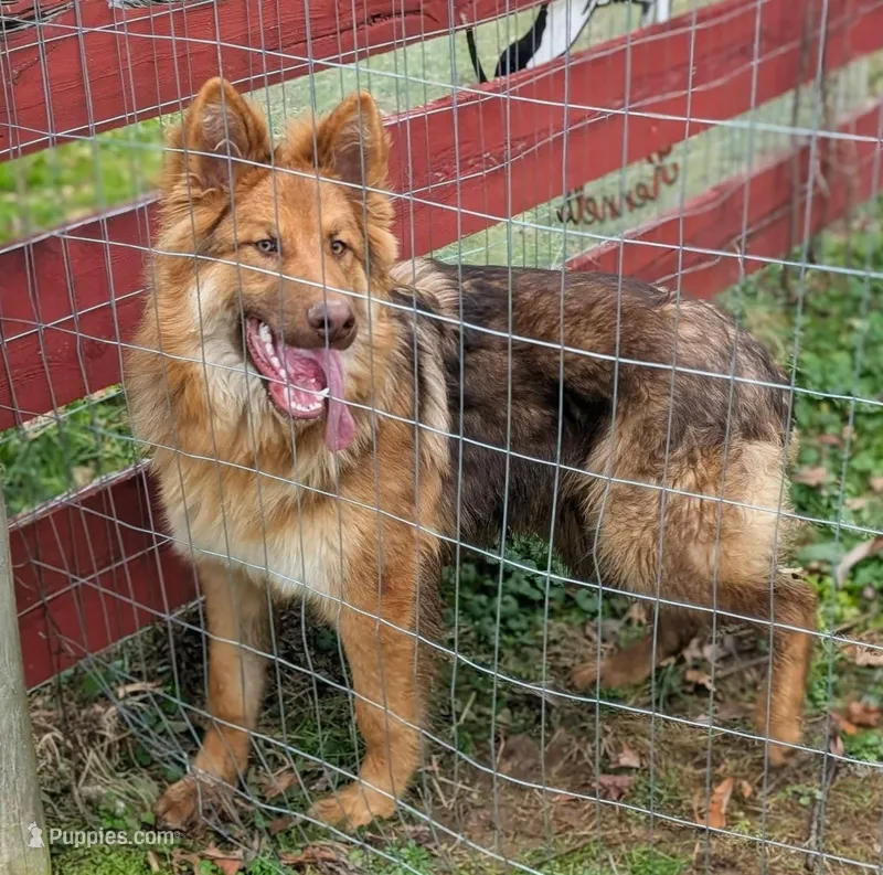 Clyde, a male German Shepherd Dog for sale in Columbus, OH – Photo 1 of 4