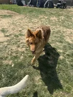 Clyde, a male German Shepherd Dog for sale in Columbus, OH – Photo 2 of 4