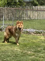 Clyde, a male German Shepherd Dog for sale in Columbus, OH – Photo 3 of 4