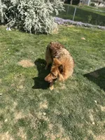 Clyde, a male German Shepherd Dog for sale in Columbus, OH – Photo 4 of 4