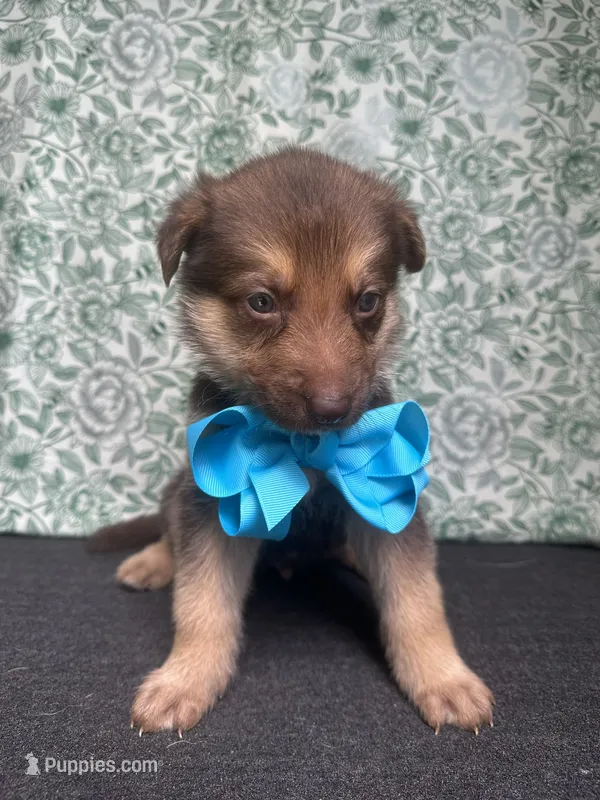 Oak – German Shepherd Dog puppy for sale in Columbus, OH