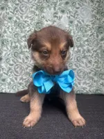 Oak, a male German Shepherd Dog for sale in Columbus, OH – 1 of 5