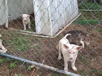 White Boy, a male German Shepherd Dog for sale in Columbus, OH – 3 of 4