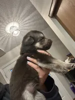 Maple, a female German Shepherd Dog for sale in Columbus, OH – 3 of 4