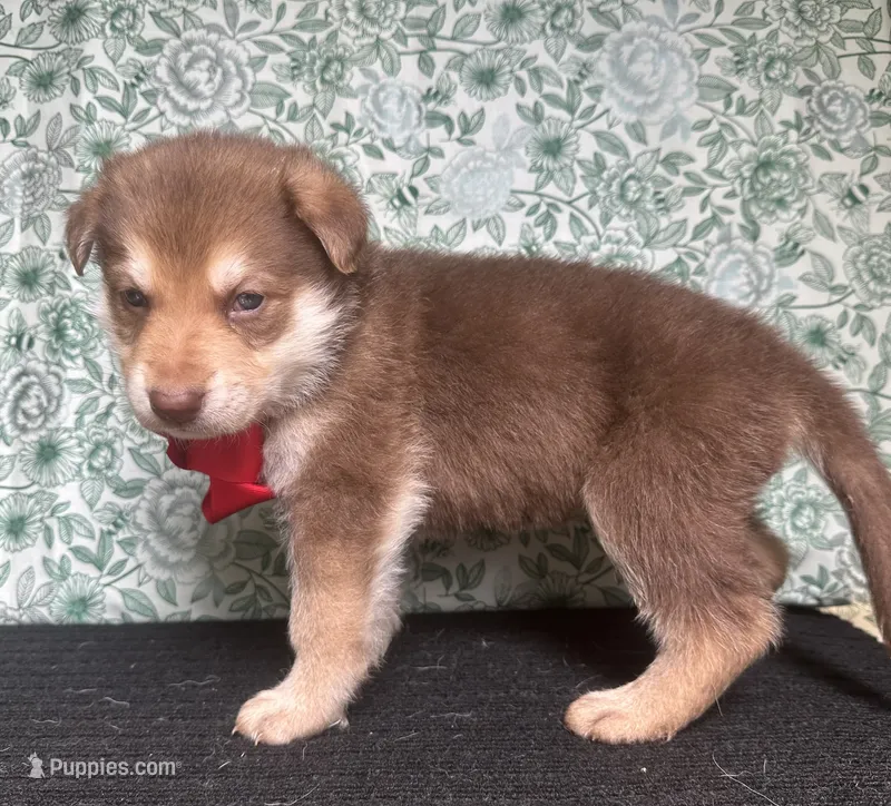 Cedar – German Shepherd Dog puppy for sale in Columbus, OH