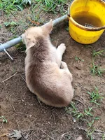 Liver sable males, a male German Shepherd Dog for sale in Columbus, OH – 4 of 6