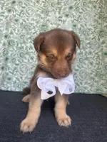 Birch, a male German Shepherd Dog for sale in Columbus, OH – 2 of 4