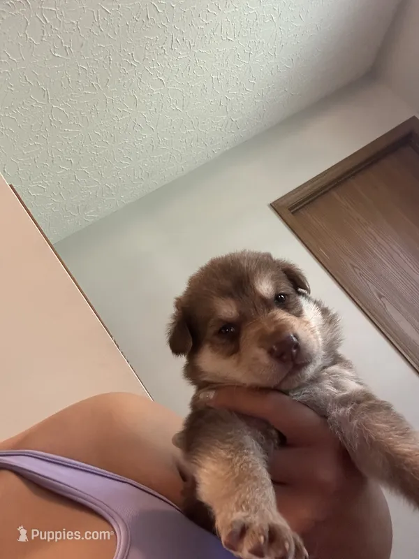 Cedar – German Shepherd Dog puppy for sale in Columbus, OH