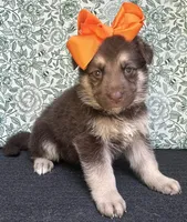 Maple, a female German Shepherd Dog for sale in Columbus, OH – 2 of 4