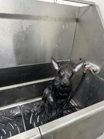 Forrest, a male German Shepherd Dog for sale in Columbus, OH – Photo 3 of 3