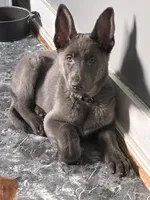 Forrest, a male German Shepherd Dog for sale in Columbus, OH – Photo 1 of 3