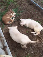 White female , a female German Shepherd Dog for sale in Columbus, OH – 3 of 3
