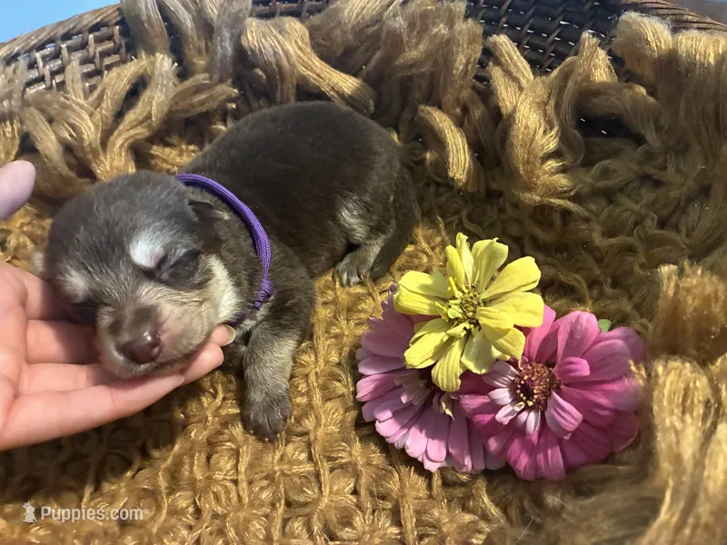 Willow – German Shepherd Dog puppy for sale in Columbus, OH