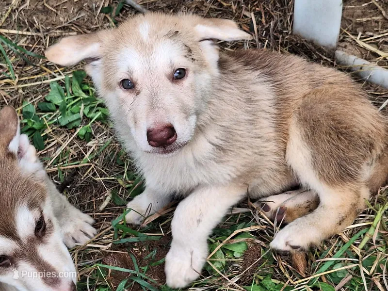 Liver sable males – German Shepherd Dog puppy for sale in Columbus, OH