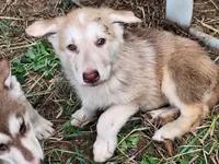 Liver sable males, a male German Shepherd Dog for sale in Columbus, OH – 1 of 6