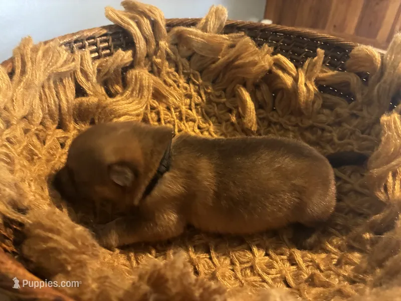 Chestnut  – German Shepherd Dog puppy for sale in Columbus, OH