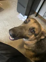 River, a female German Shepherd Dog for sale in Columbus, OH – 3 of 5