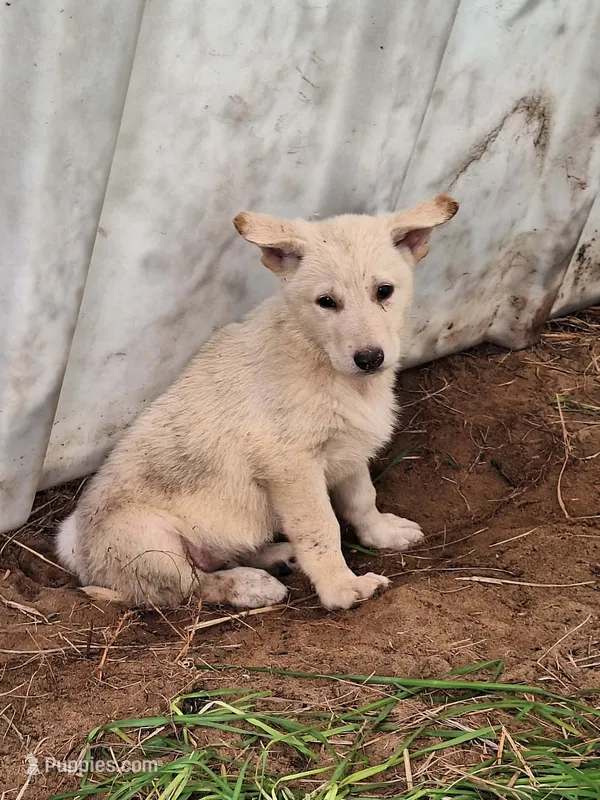 White Boy – German Shepherd Dog puppy for sale in Columbus, OH