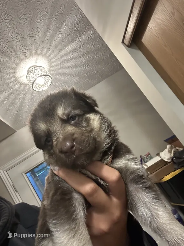 Maple – German Shepherd Dog puppy for sale in Columbus, OH