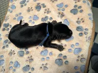 Blue Collar Male, a male German Shepherd Dog for sale in Columbus, OH – Photo 1 of 3