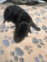 Blue Collar Male, a male German Shepherd Dog for sale in Columbus, OH – Photo 2 of 3