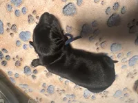 Blue Collar Male, a male German Shepherd Dog for sale in Columbus, OH – Photo 3 of 3