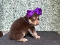 Willow, a female German Shepherd Dog for sale in Columbus, OH – 4 of 5