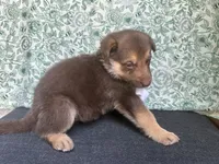 Birch, a male German Shepherd Dog for sale in Columbus, OH – 4 of 4