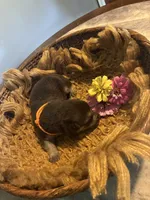Maple, a female German Shepherd Dog for sale in Columbus, OH – 4 of 4