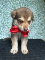 Cedar, a male German Shepherd Dog for sale in Columbus, OH – 4 of 4