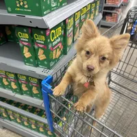 Ella, a female Pomeranian for sale in Columbus, OH – Photo 6 of 7