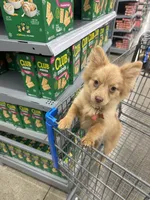 Ella, a female Pomeranian for sale in Columbus, OH – Photo 6 of 7