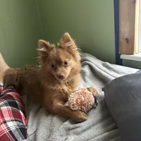 Ella, a female Pomeranian for sale in Columbus, OH – Photo 4 of 7