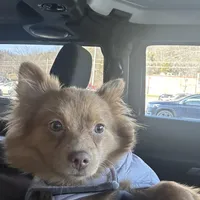 Ella, a female Pomeranian for sale in Columbus, OH – Photo 5 of 7