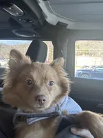 Ella, a female Pomeranian for sale in Columbus, OH – Photo 5 of 7