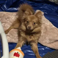 Ella, a female Pomeranian for sale in Columbus, OH – Photo 2 of 7