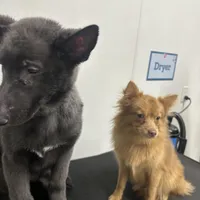 Ella, a female Pomeranian for sale in Columbus, OH – Photo 3 of 7