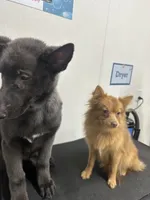 Ella, a female Pomeranian for sale in Columbus, OH – Photo 3 of 7