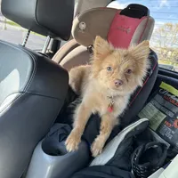 Ella, a female Pomeranian for sale in Columbus, OH – Photo 7 of 7