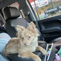 Ella, a female Pomeranian for sale in Columbus, OH – Photo 1 of 7