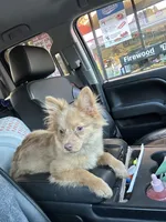 Ella, a female Pomeranian for sale in Columbus, OH – Photo 1 of 7